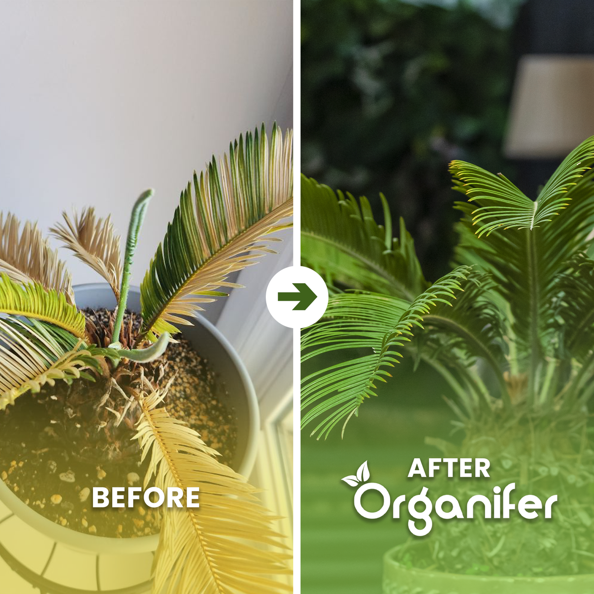 organifer-palm-fern-liquid-fertiliser-before-after