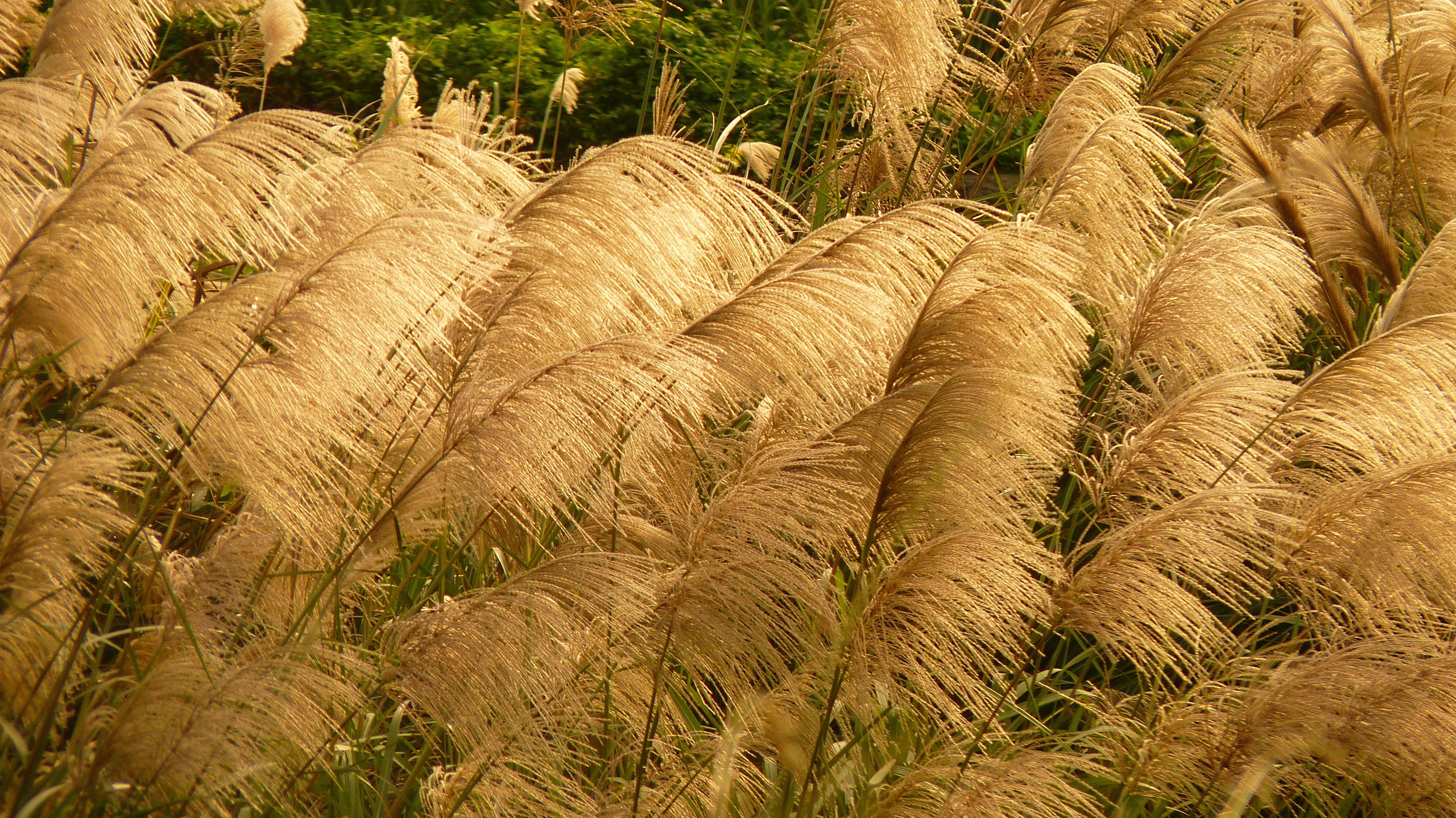 Tiefe Wurzelstärke und Stressresilienz