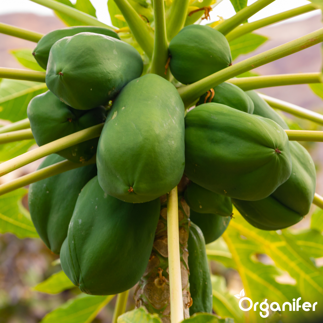 Starke Stängel und strukturelle Stabilität