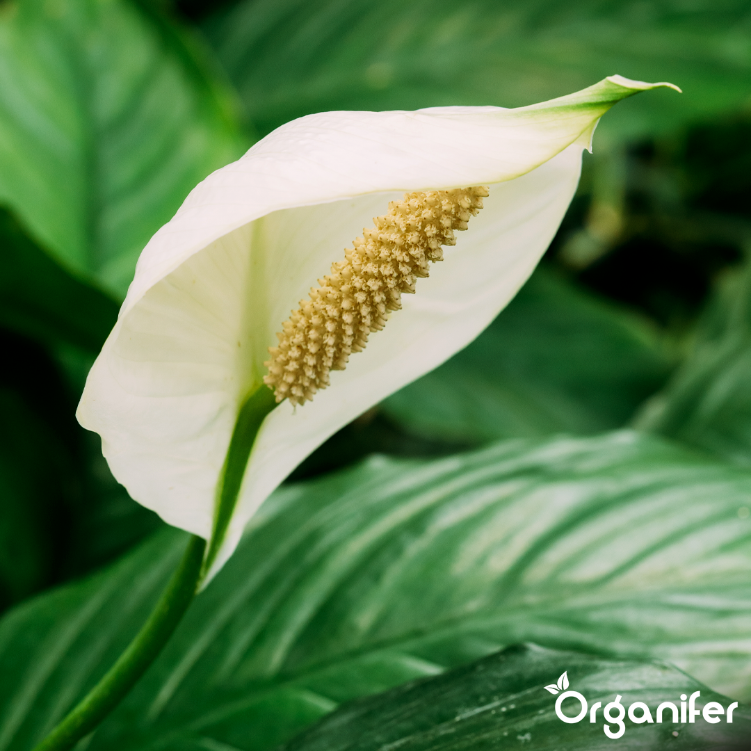 Organifer