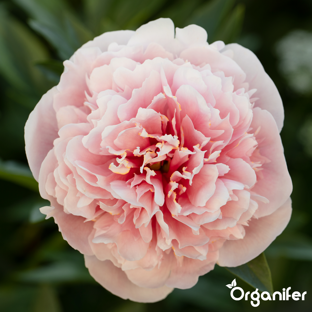 Grandi fioriture e qualità dei fiori migliorata
