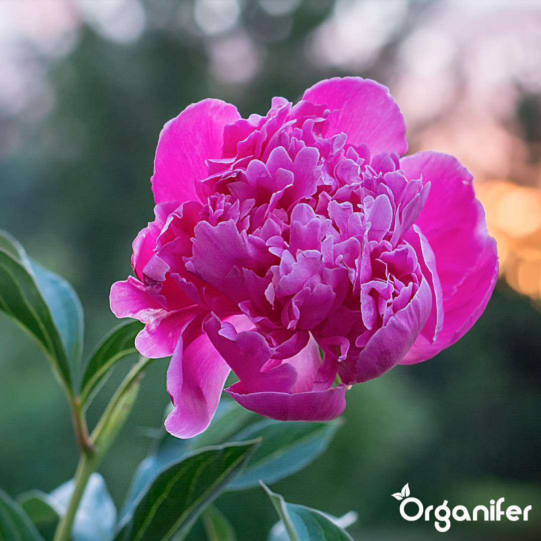 Organifer