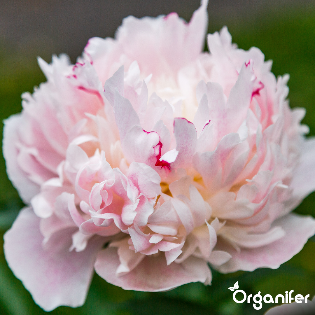 Organifer