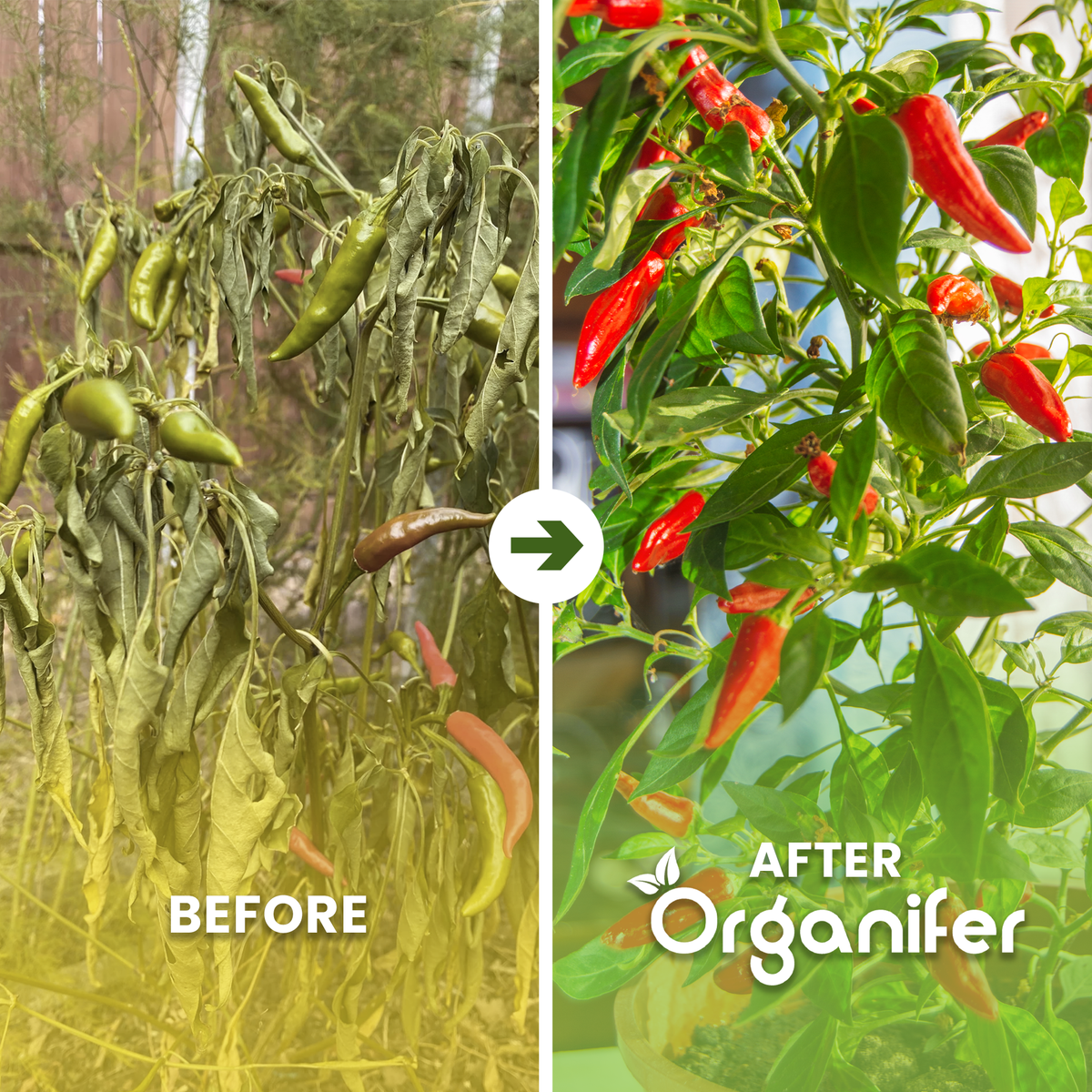 organifer-pepper-liquid-fertiliser-before_after