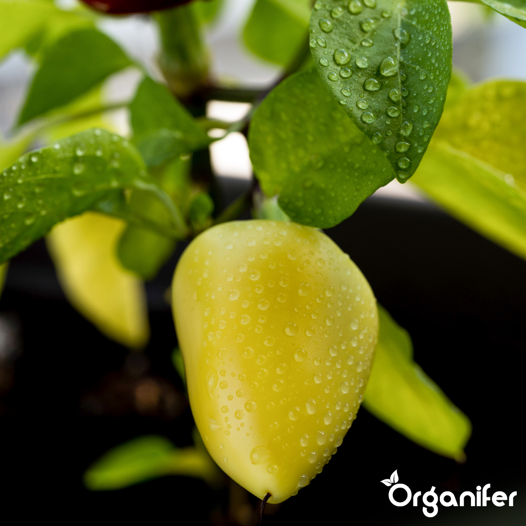 Organifer