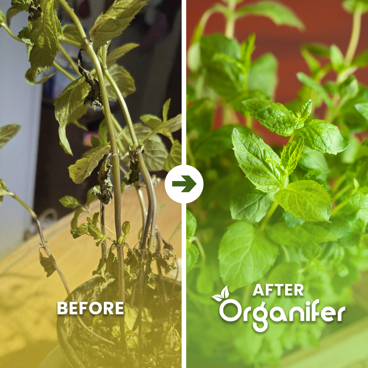 organifer-peppermint-liquid-fertiliser-before_after