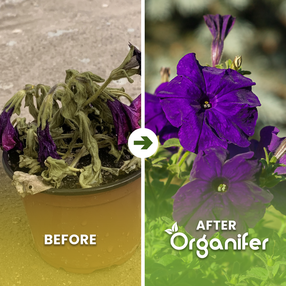 organifer-petunia-liquid-fertiliser-before_after