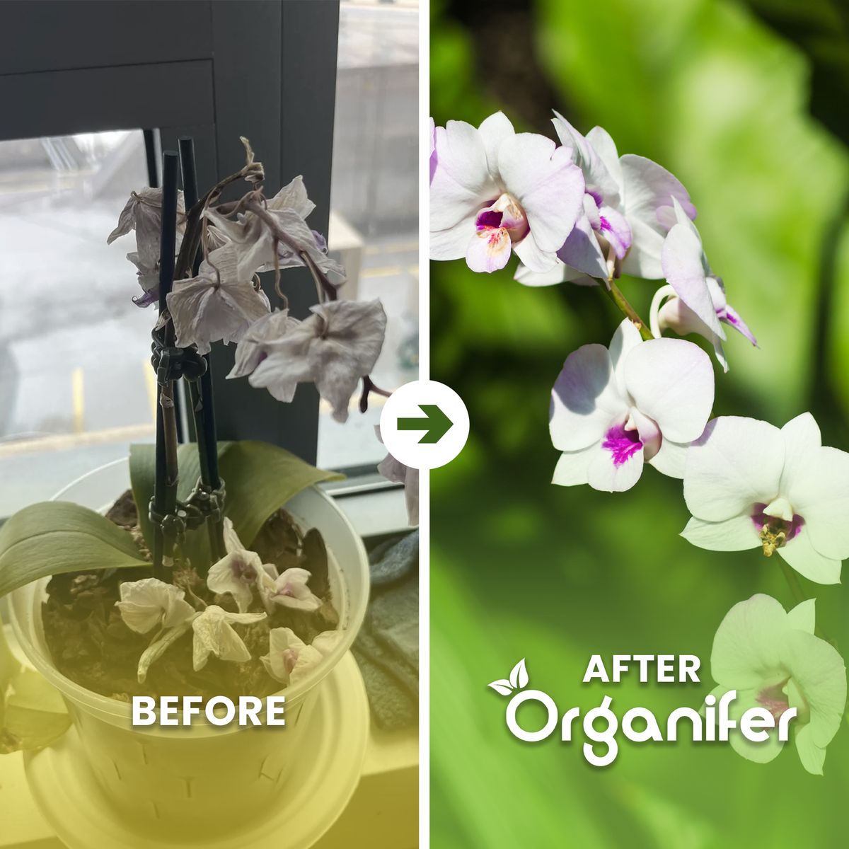 organifer-phalaenopsis-liquid-fertiliser-before_after