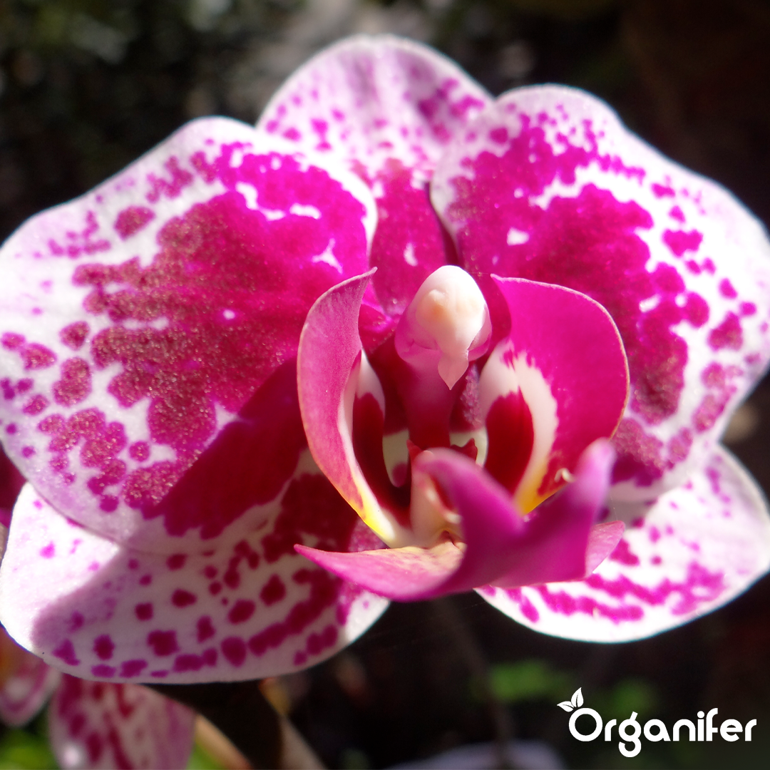 Organifer