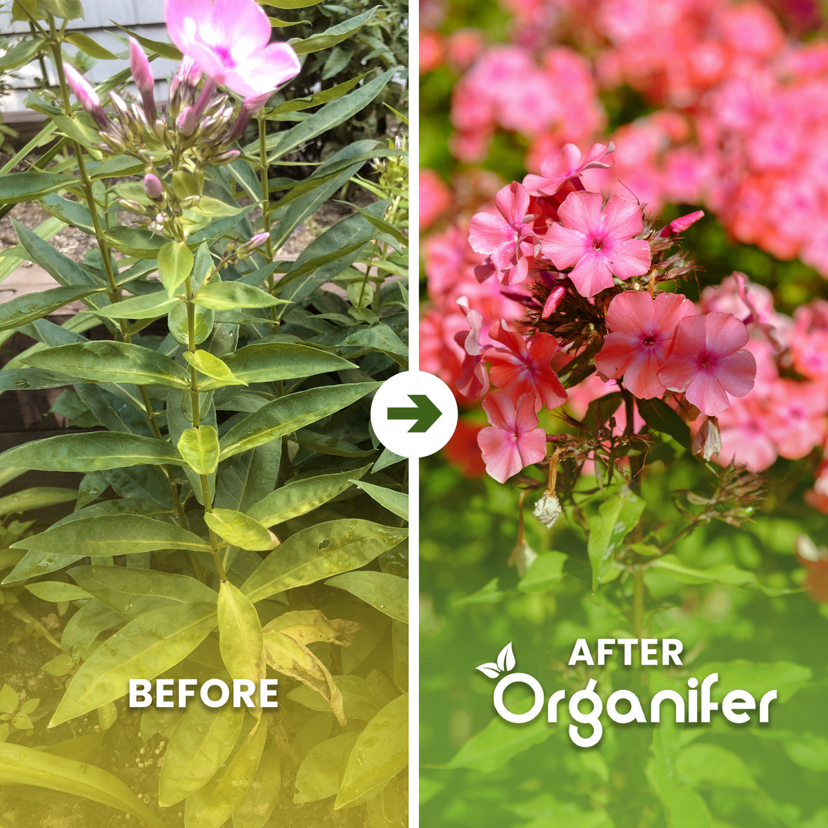 organifer-phlox-liquid-fertiliser-before_after