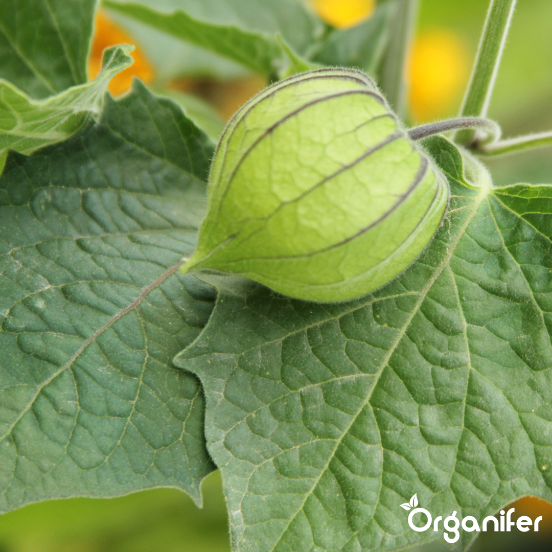 Reliable Flowering and Fruit Set