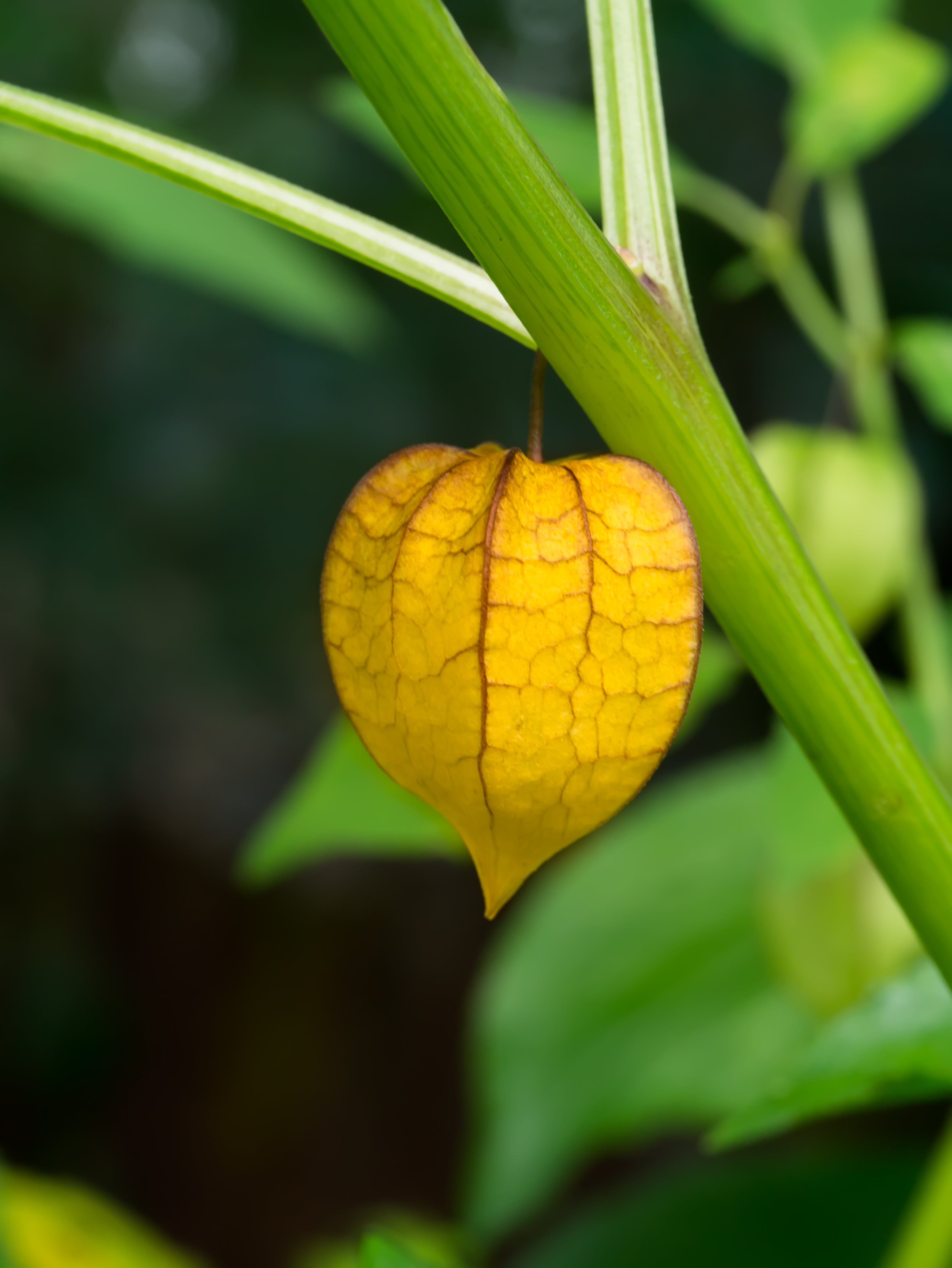 Improved Fruit Quality and Husk Strength