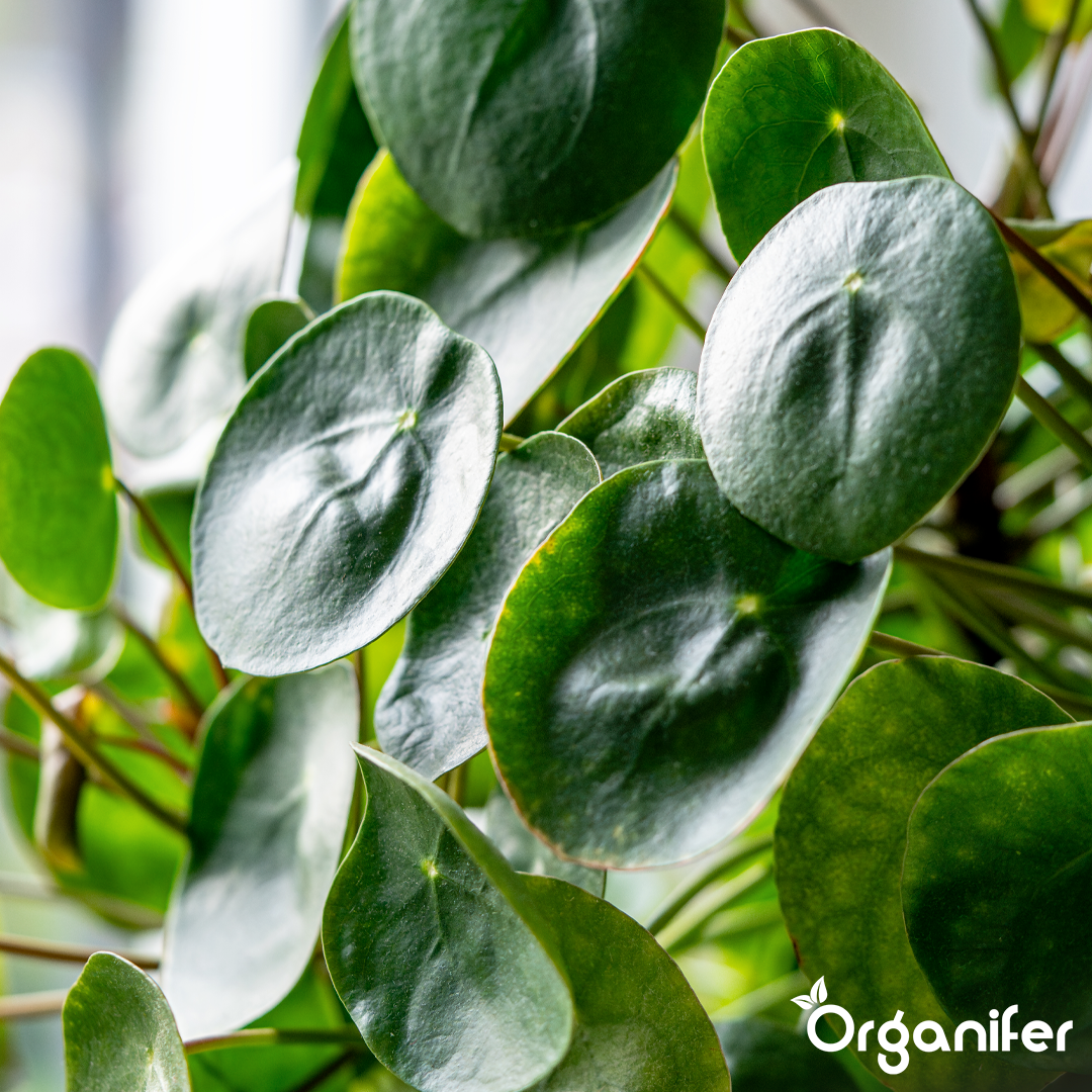 Organifer