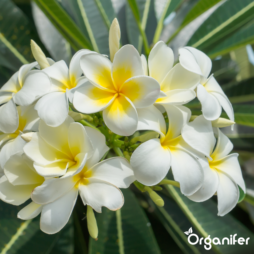 Organifer