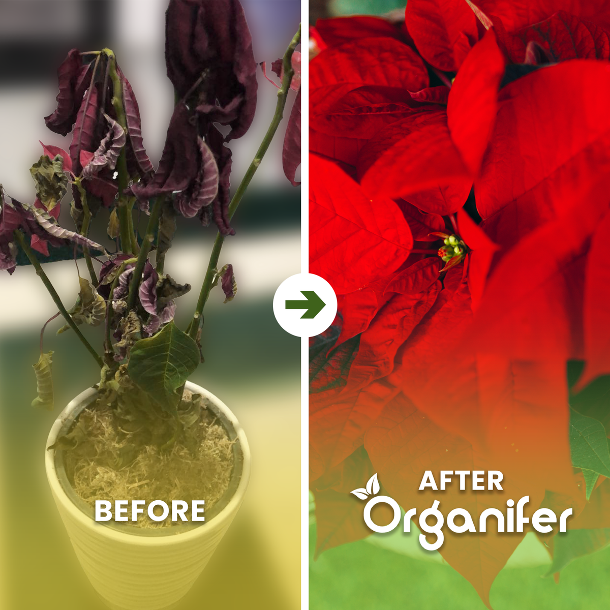 organifer-poinsettia_before_after_english
