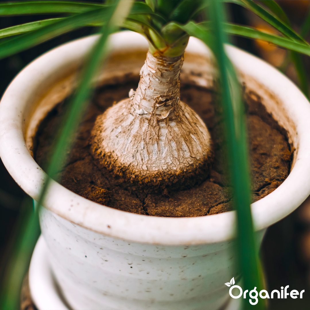 Organifer
