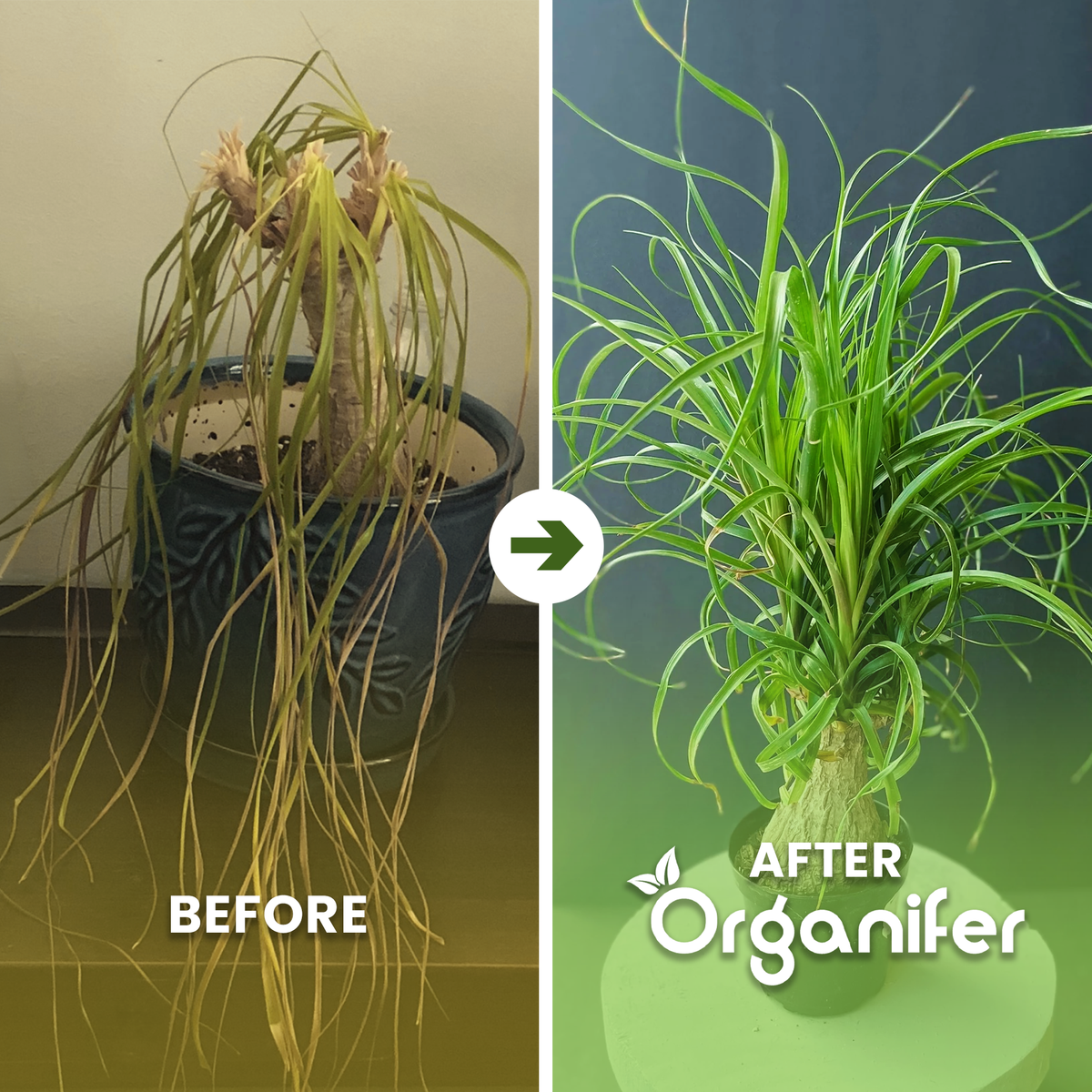 Organifer Ponytail Palm Liquid Fertiliser - 5x1 liter 8719958005990 2