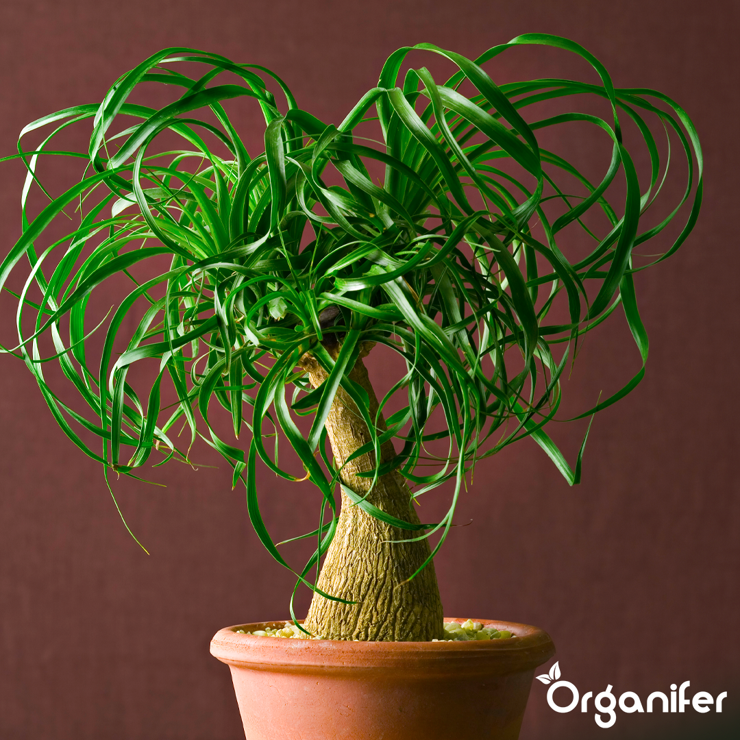 Organifer