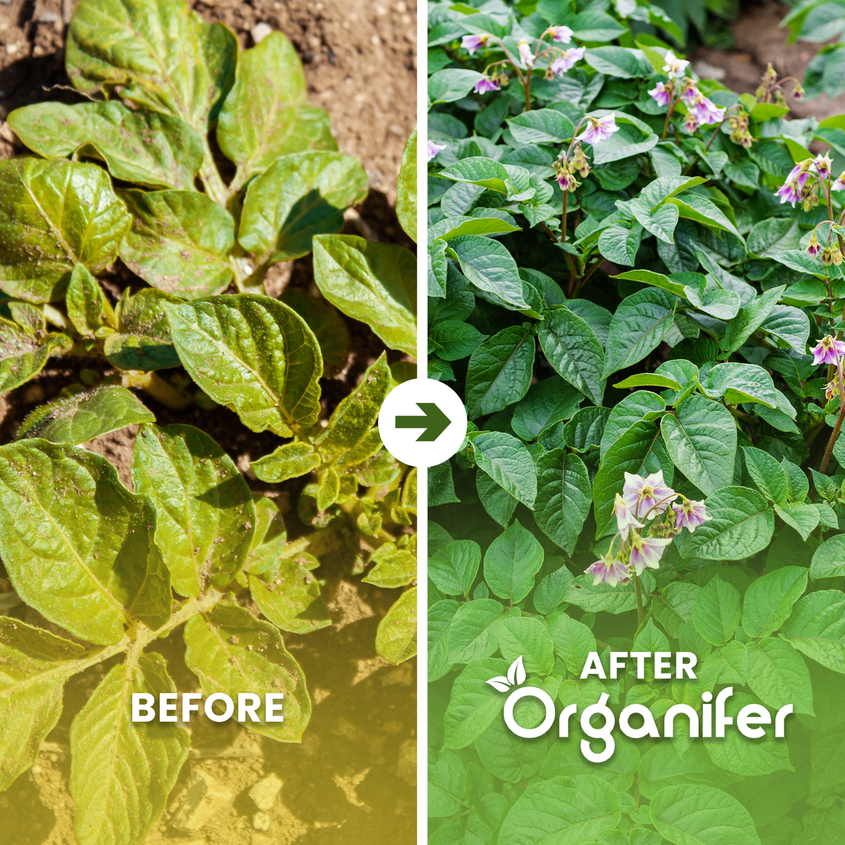 organifer-potato_before_after_english
