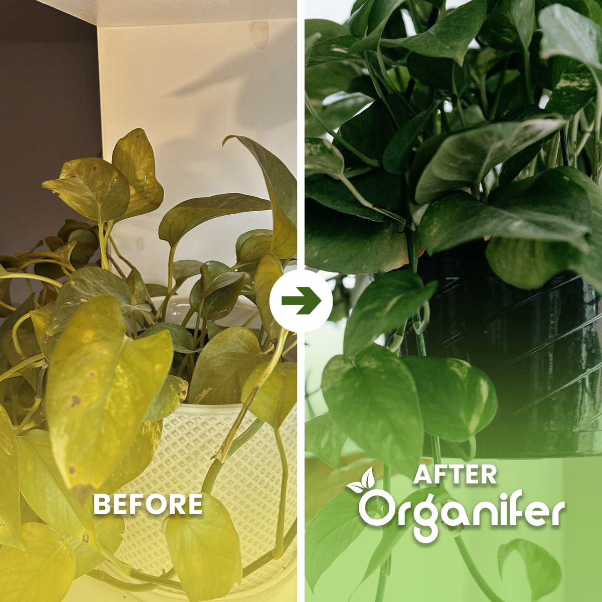 Organifer Pothos Liquid Fertiliser - 10 liter 8719958011878 3
