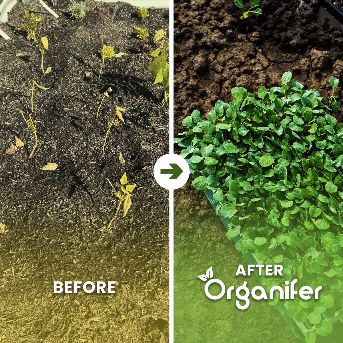 organifer-raised-bed-liquid-fertiliser-before-after