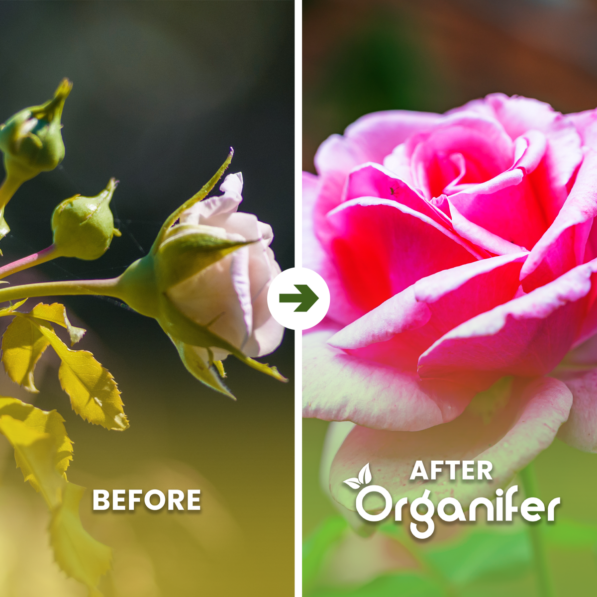 organifer-rose_before_after