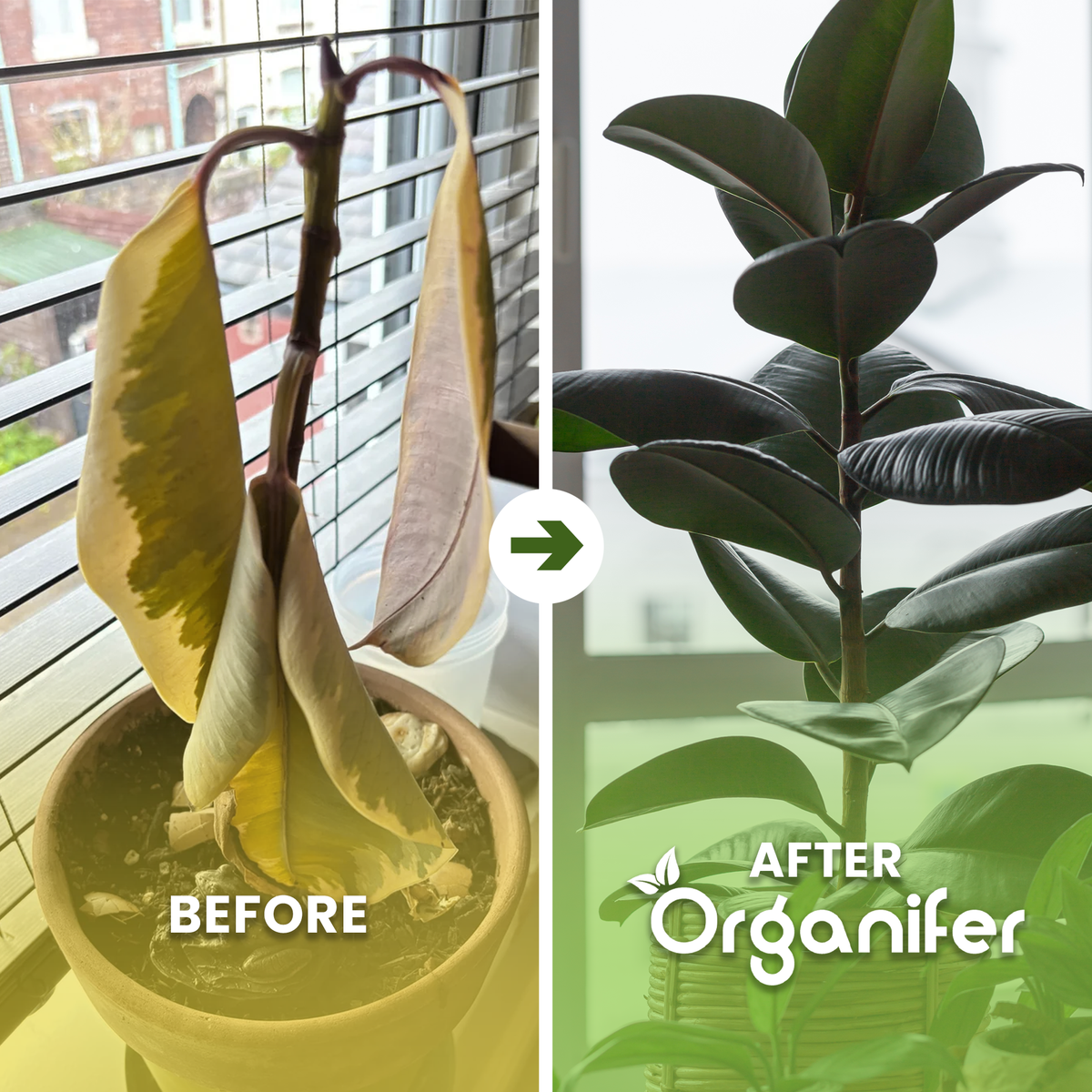organifer-rubber-tree-liquid-fertiliser-before_after