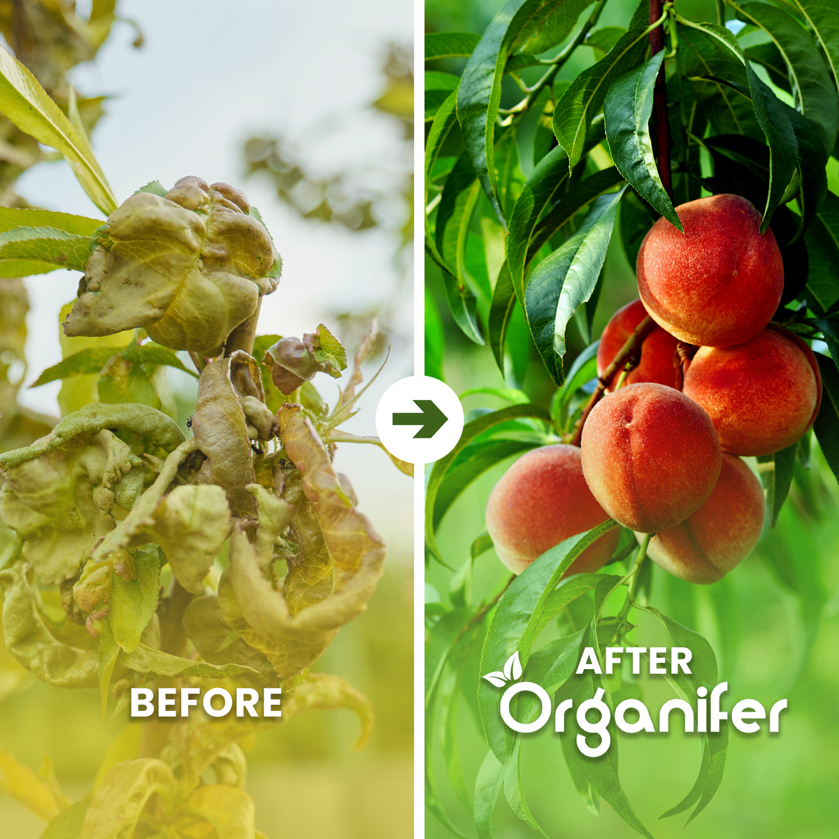 Wool Pellets Organic Fertiliser Before After