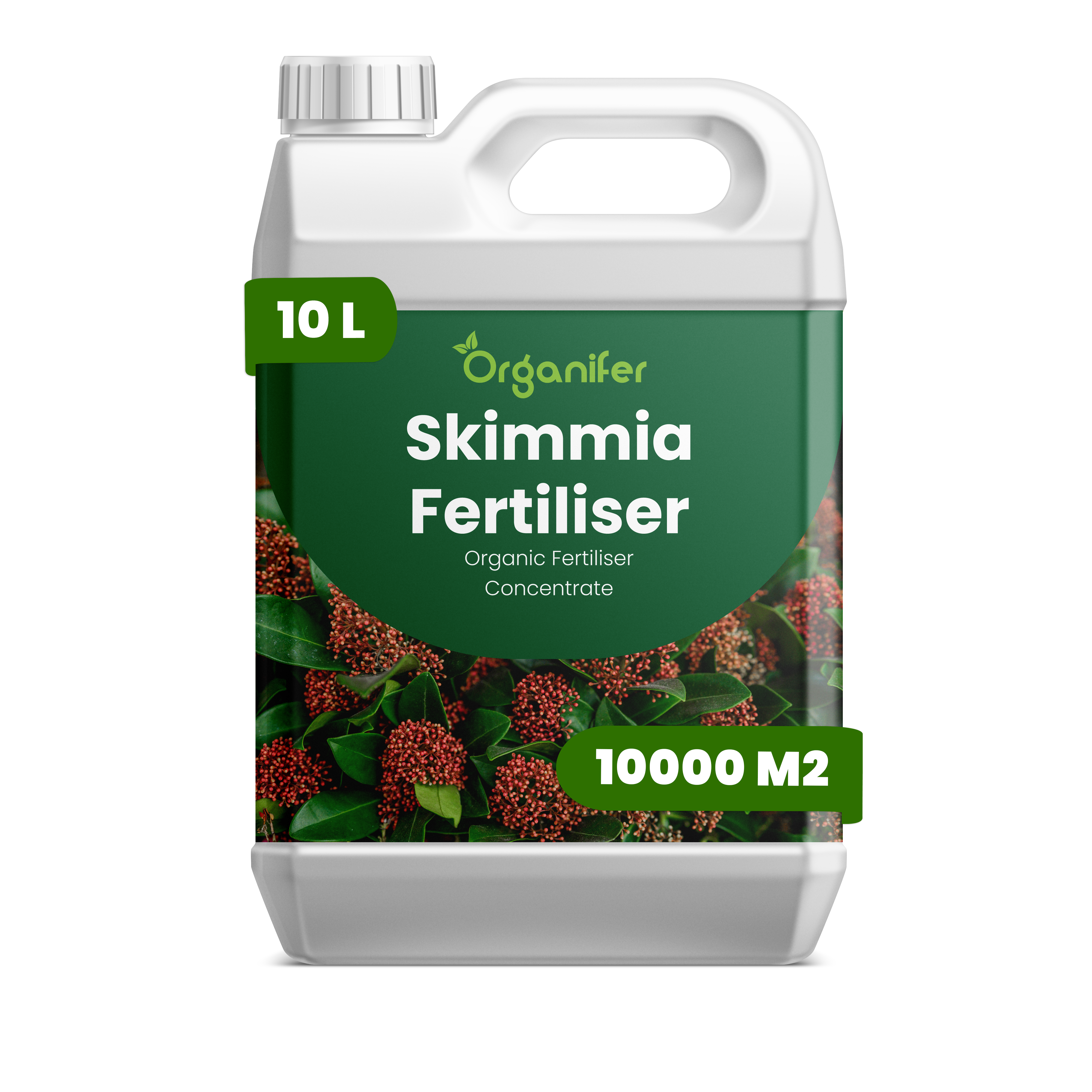 skimmia düngen Skimmia Flüssigdünger