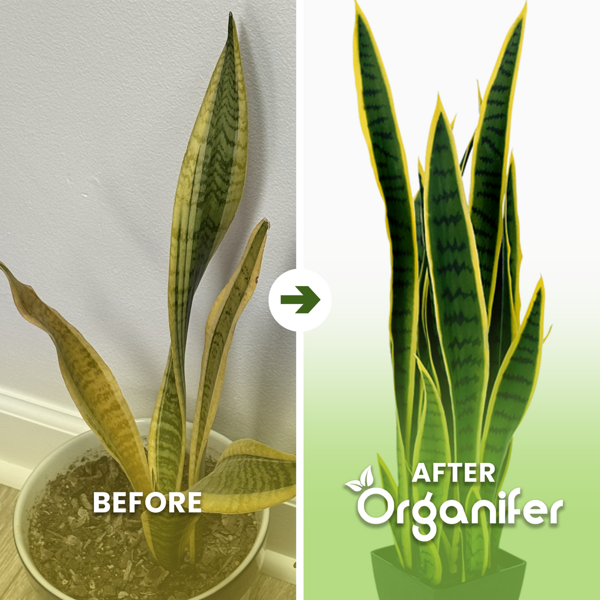 snake plant b/a