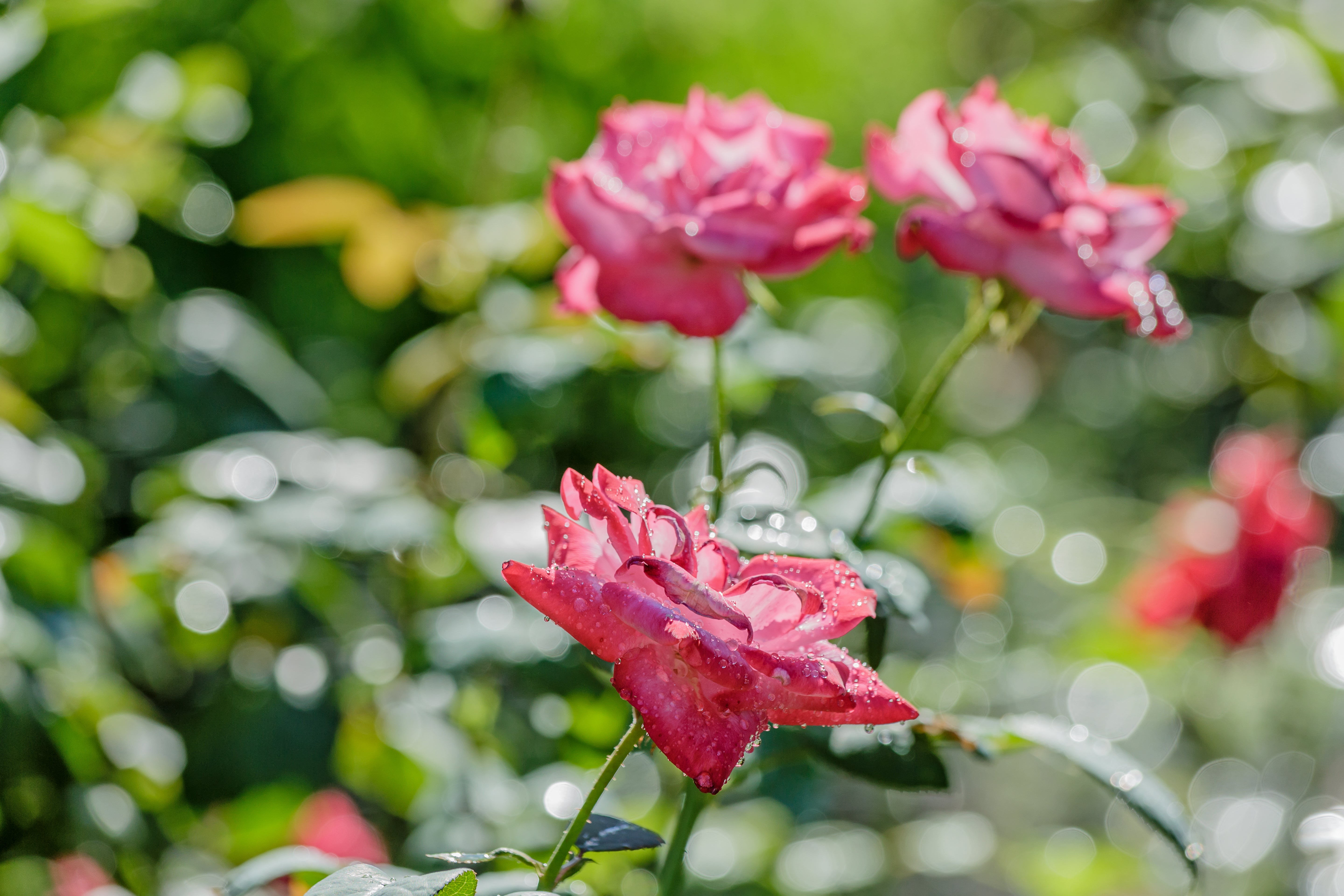 Preventive and Curative Use