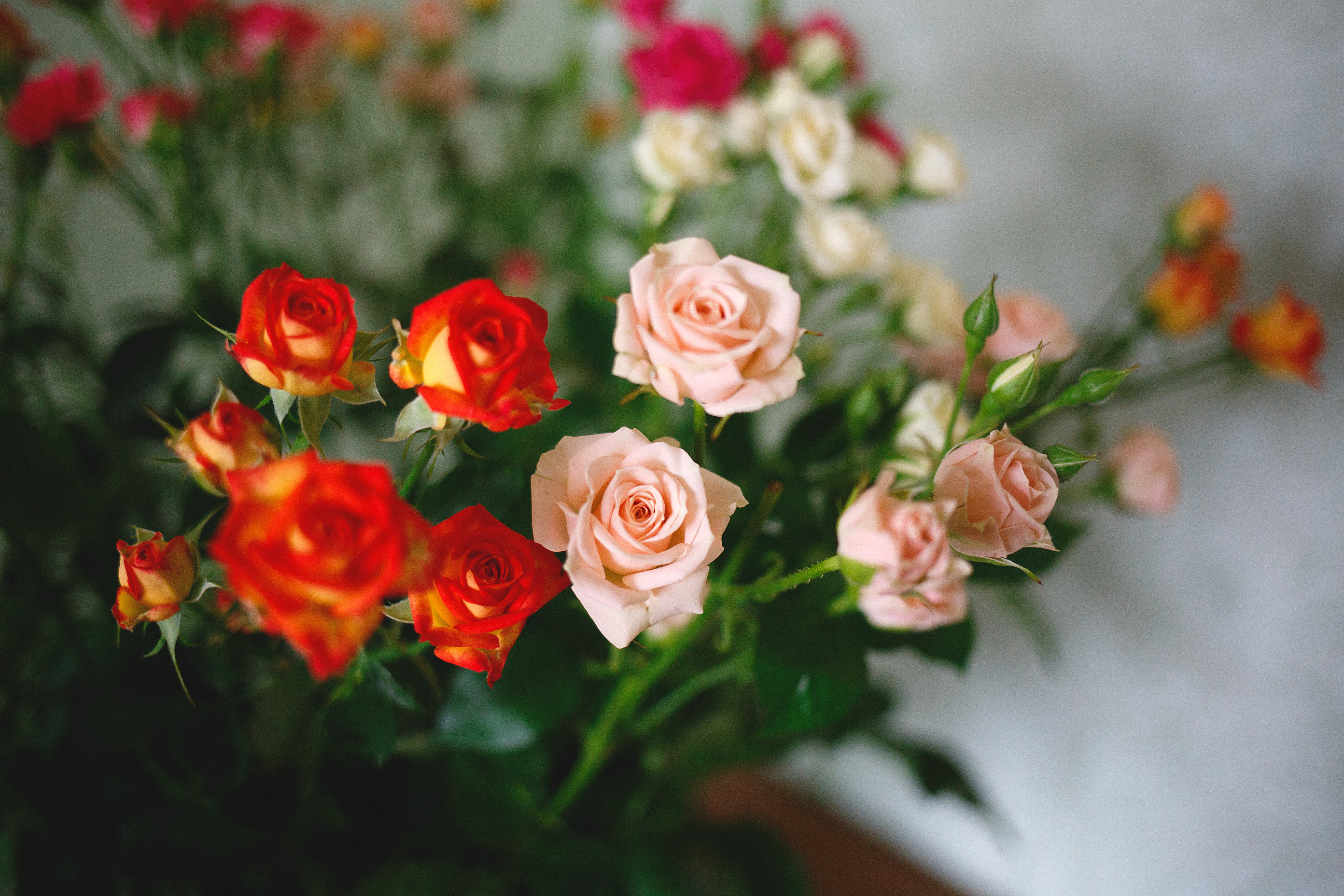 Activates Natural Plant Defence