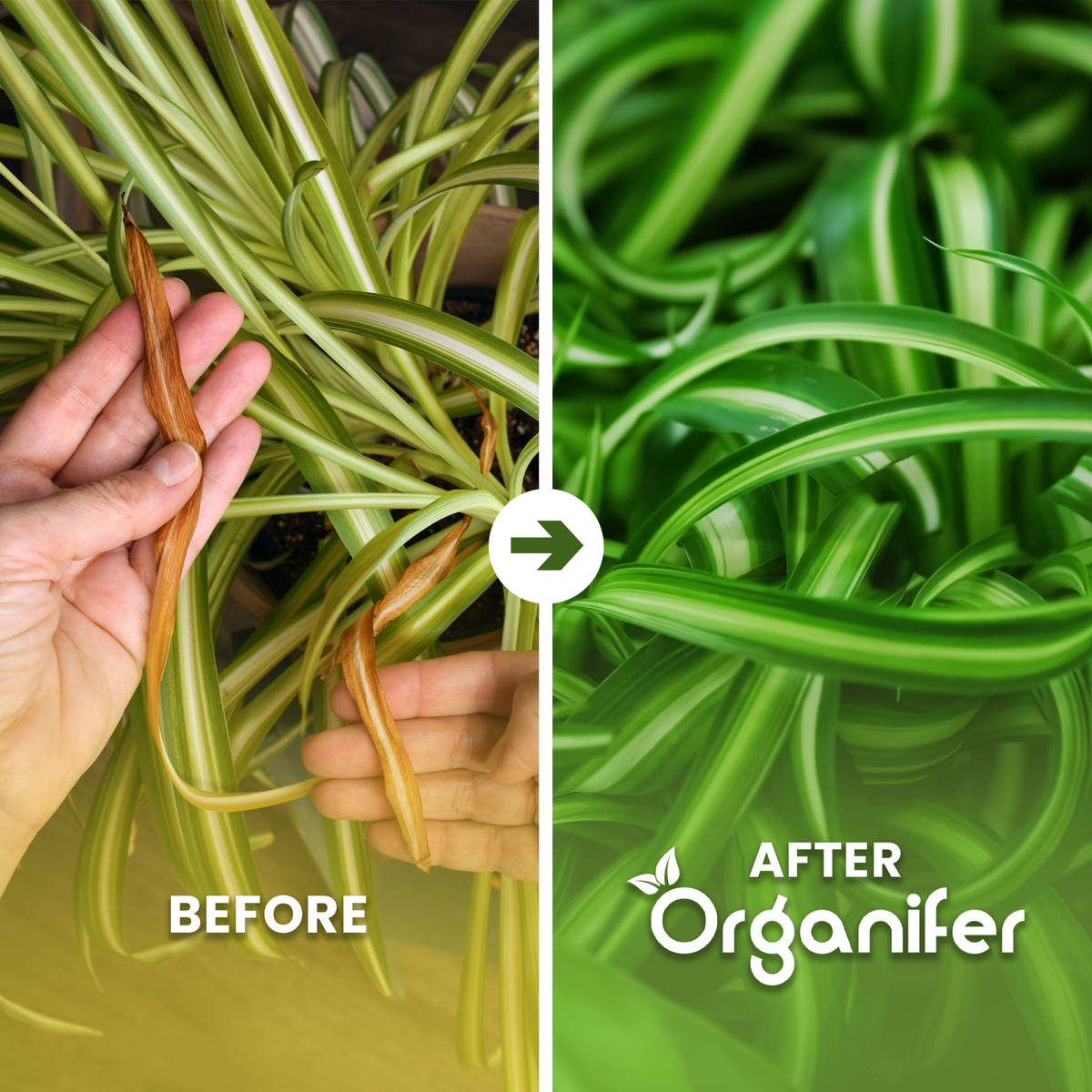 organifer-spider-plant-liquid-fertiliser-1-liter-before_after_