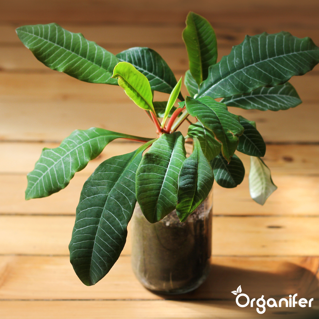 Organifer