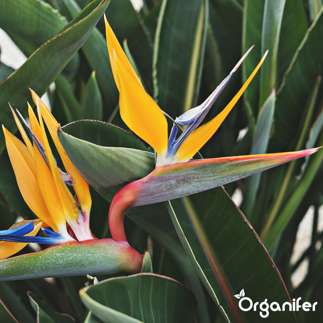 Organifer