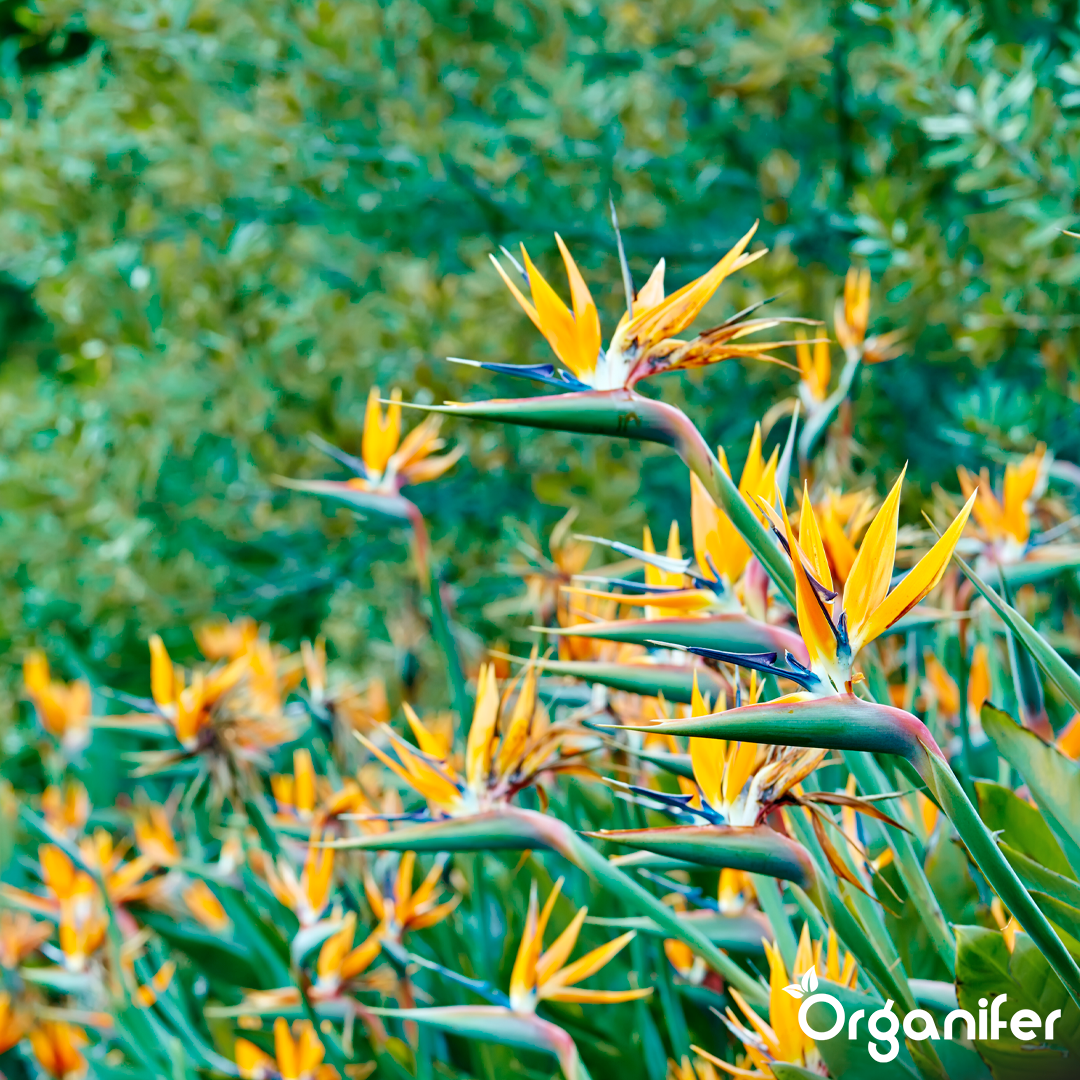 Organifer