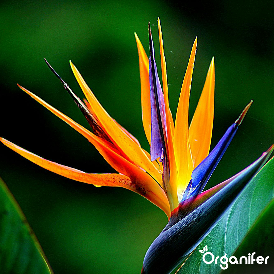 Organifer