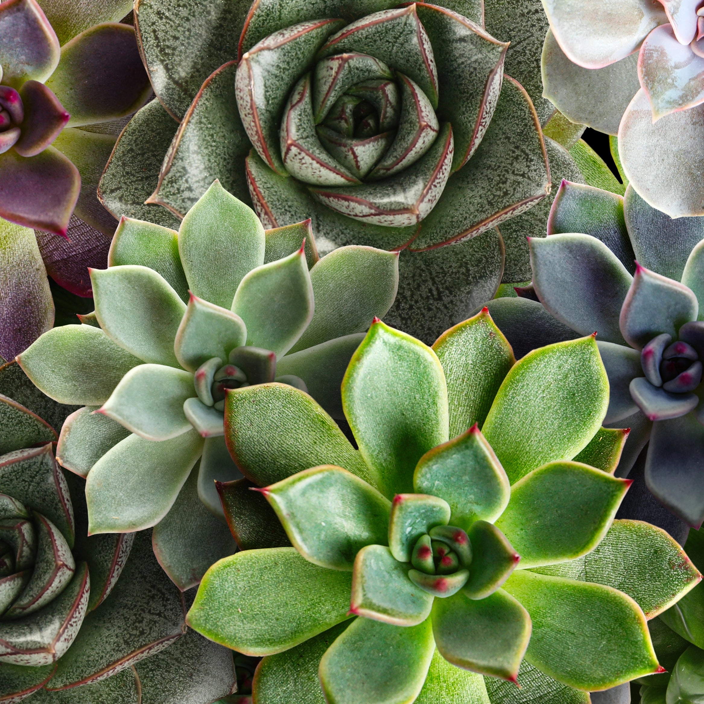 Zwiększa intensywność koloru liści i wytrzymałość strukturalną