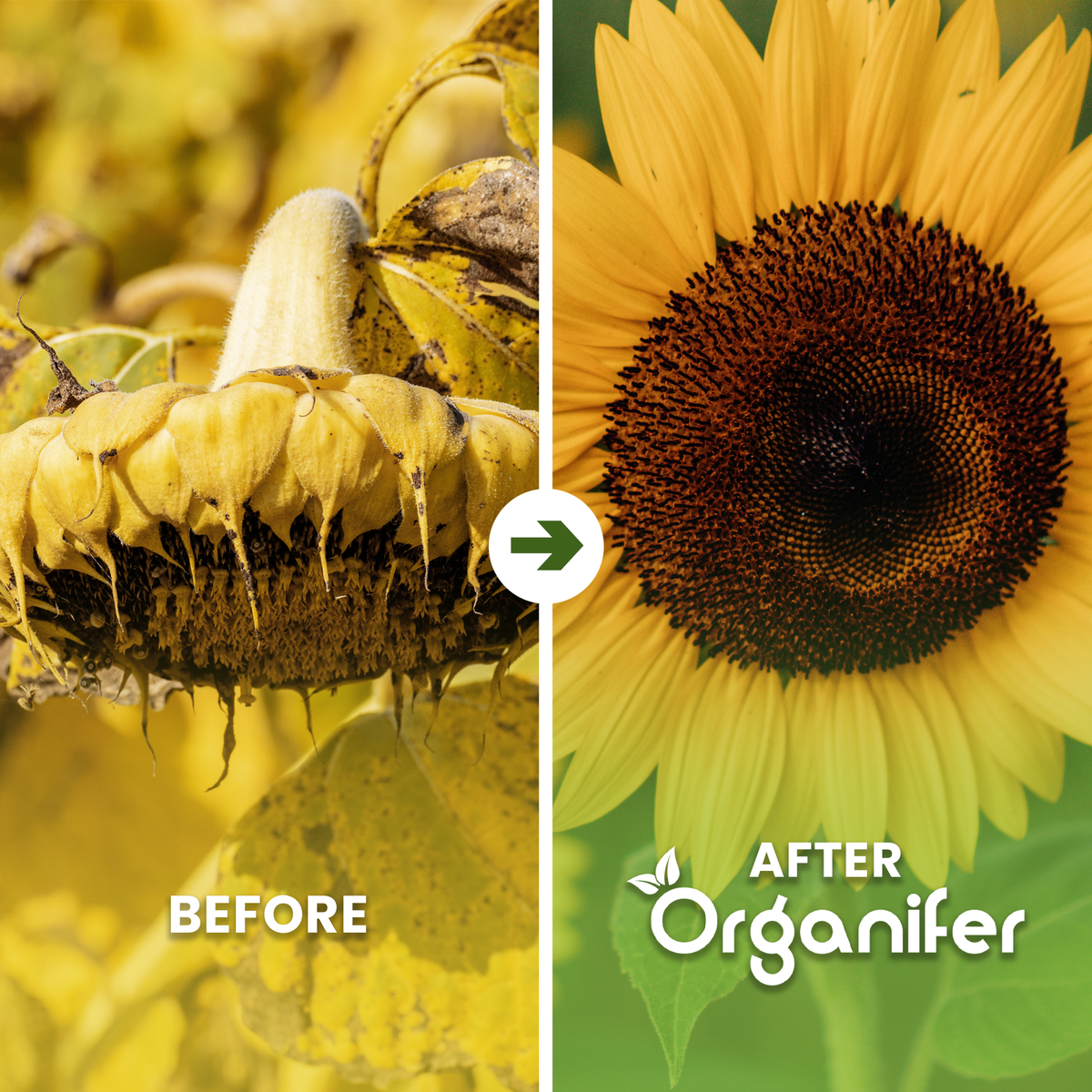 organifer-sunflower-liqui-fertiliser-before_after