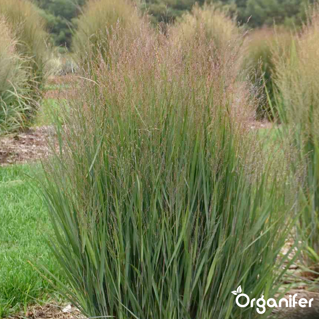 Organifer