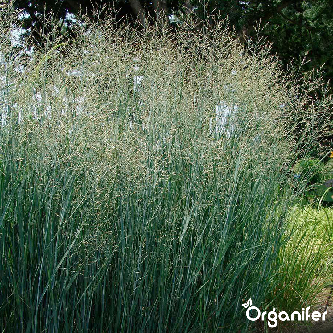 Organifer