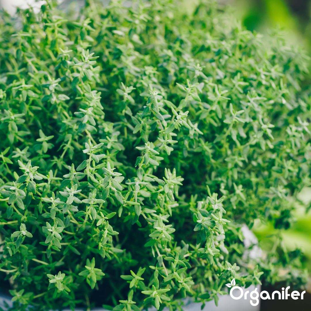 Organifer