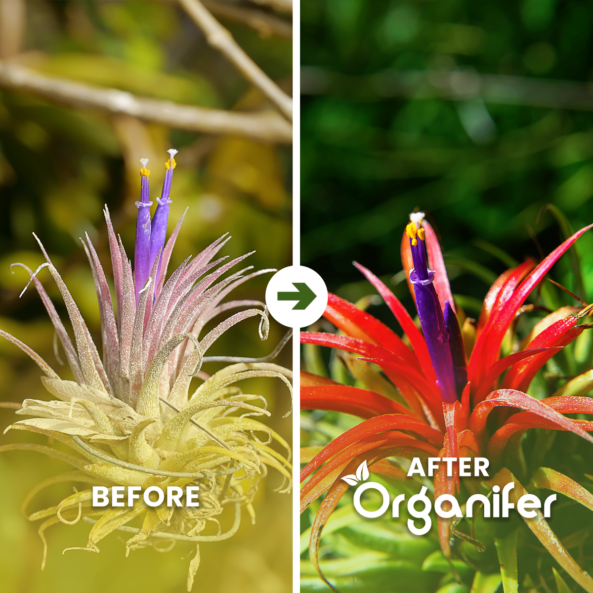 organifer-tillandsia-liquid-fertiliser-before-after