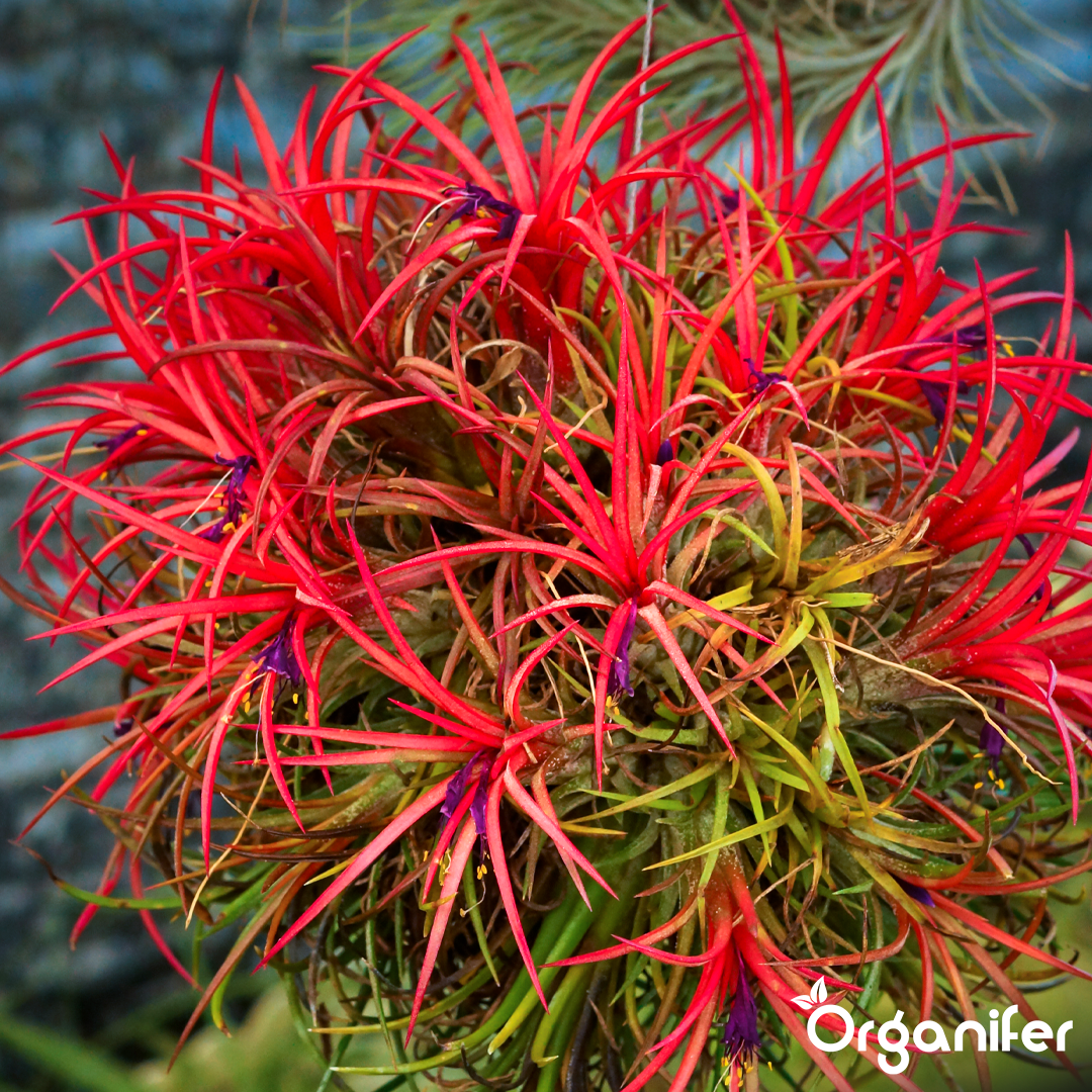 Organifer