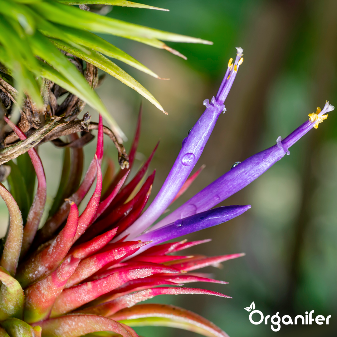 Organifer