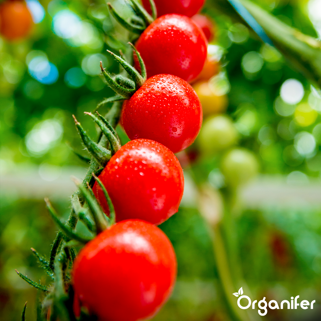 Organifer