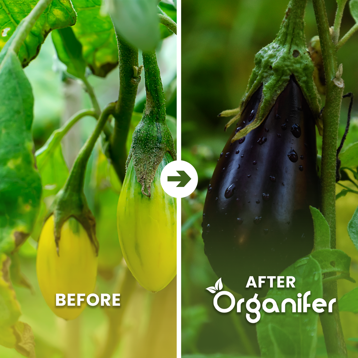 organifer-vegetable-liquid-fertiliser-before-after