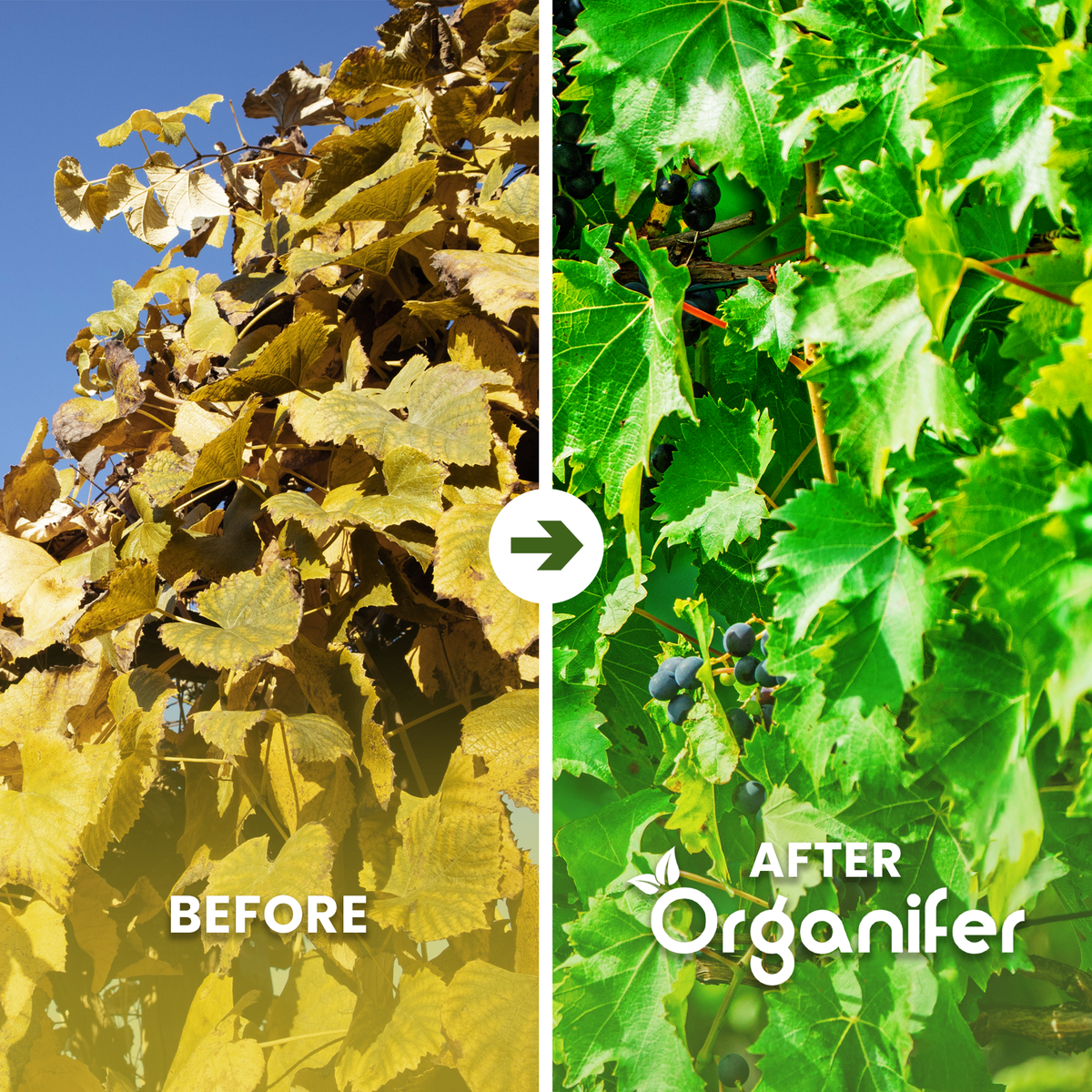 organifer-vine_before_after_english