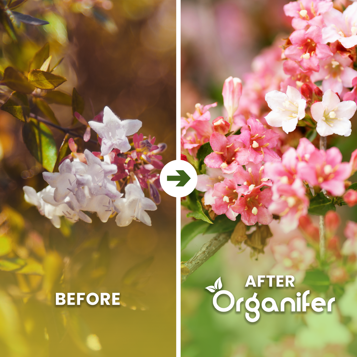 weigela_before_after_english