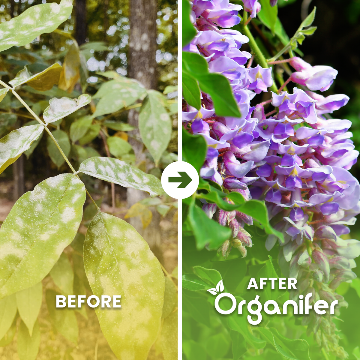 organifer-wisteria-liquid-fertiliser-before0after